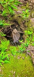 Plants: image 33 Of 208 Thumb